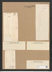 Nitzschia rostrata Grun. (de-Toni-Nr.: Genus 47, Species 2151) Zeichnungen Sammlung Grunow Nr. 4344 (NHMW-BOT-W0372389)